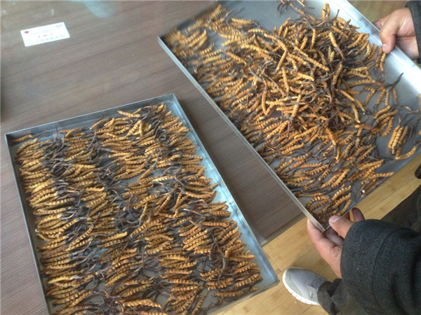 立式冷凍干燥機(jī)在操作時有什么要領(lǐng)可言呢？